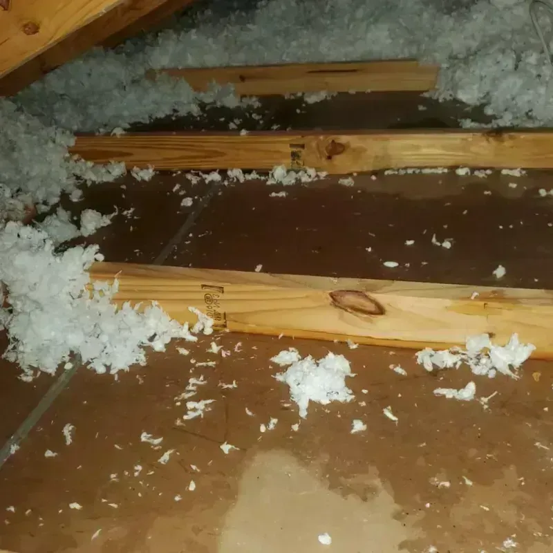 Attic Water Damage in Boise County, ID