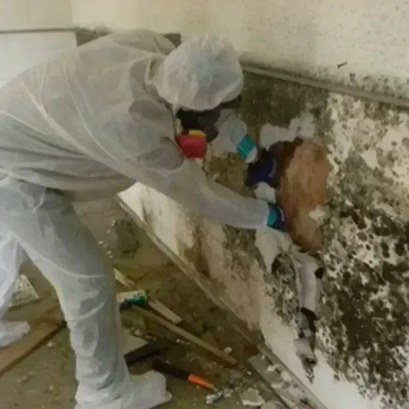 Mold Remediation and Removal in Boise County, ID